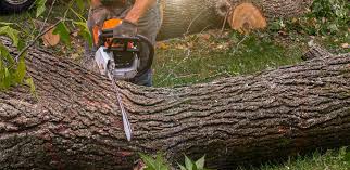 Best Tree Mulching Services  in Woodland, WA