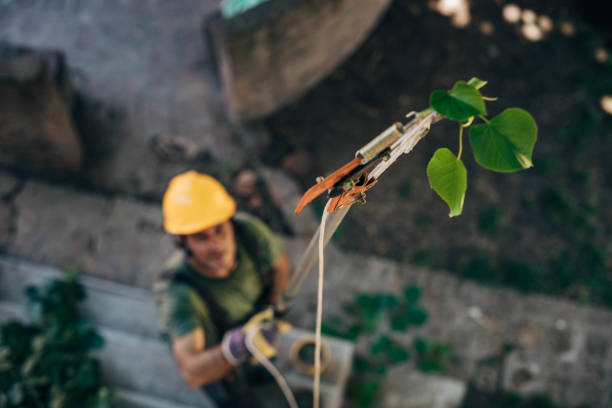 Best Seasonal Cleanup (Spring/Fall)  in Woodland, WA